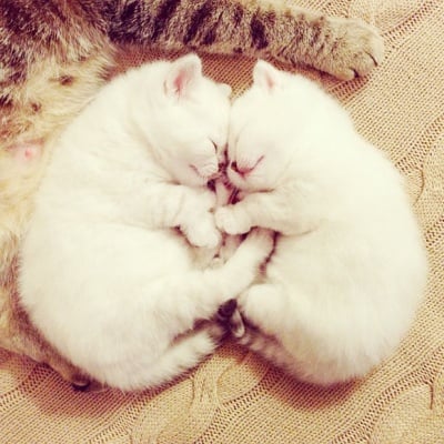 Бели ангели