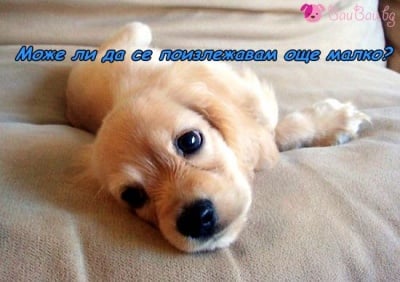 Сладък поспаланко