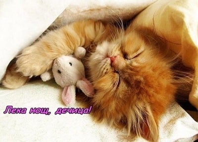 Сладки, сладки сънища