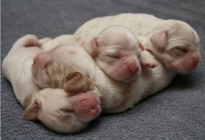 Сладки сънища