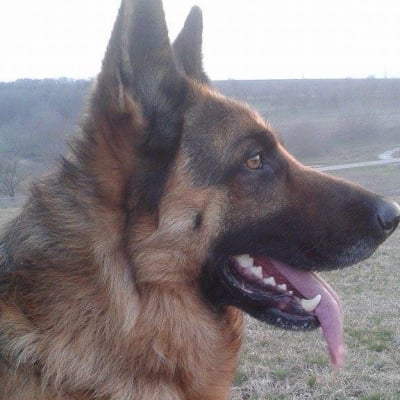 Най-умното, добро и любвеобвилно куче Рекс !!!