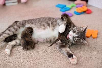 Котката Майки с котенца