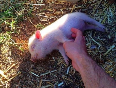 Малко прасенце