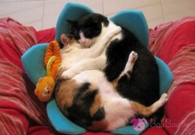 "Докато не те прегърна, не мога да заспя!"