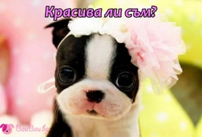 Сладка госпожица