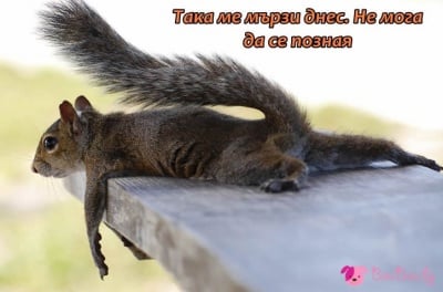 Неделен мързел