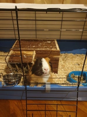 Господин Спрингълс 