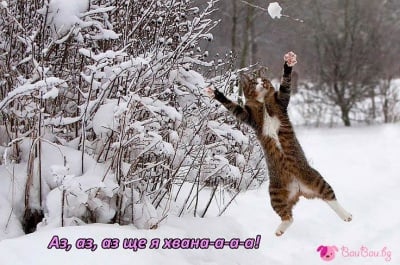 Хваща-а-а-ам