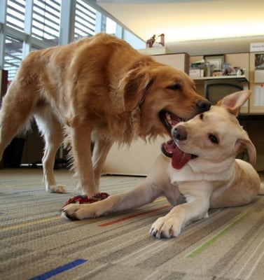 Кучета в офиса