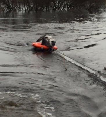 Давещо се магаре