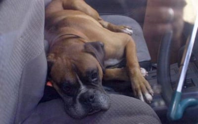 Боксер в кола