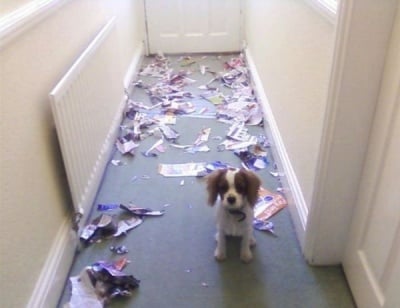 Пакост на куче