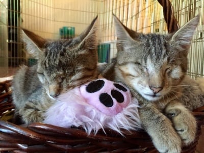 Брус и Улис