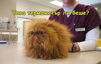 При ветеринаря