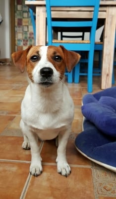 Джак Ръсел Териер БРФК FCI Jack Russell Terrier