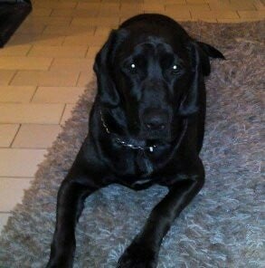 порода "любов"