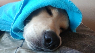 Рая за любимец на деня 