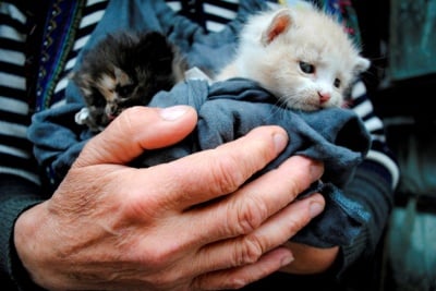 Равносметката за насилието над животни през 2017 - 274 разследвания и 19 обвинения