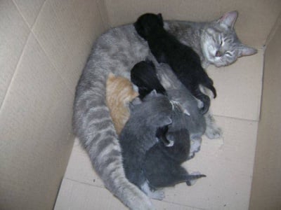 Котето ми и малките и 