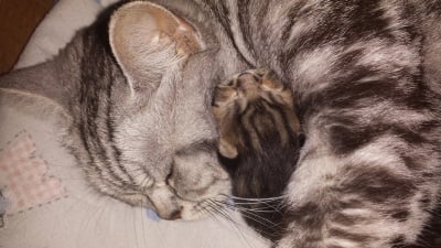 Атина моята богиня