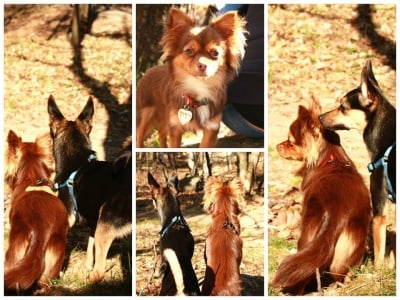 Руби чихуа-хуа