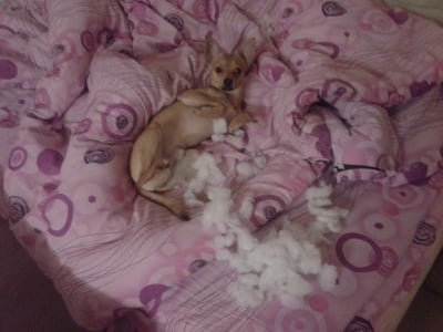 Чарли - "пакостникът"