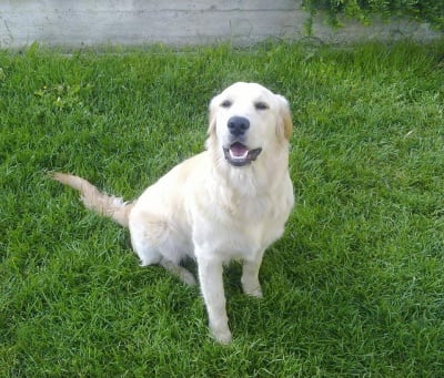 Голден ретривър