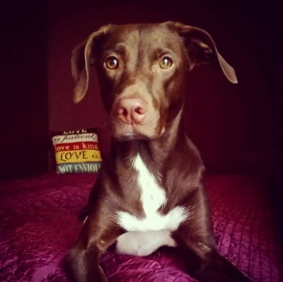 Красивата Лейла