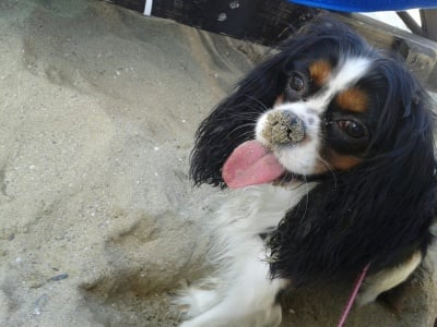 Кавалерът Рафи