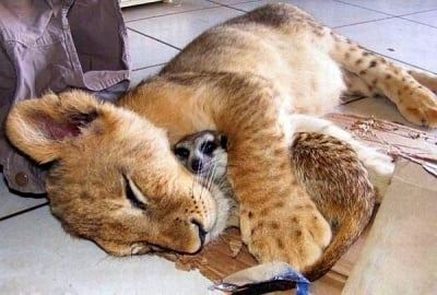 20 снимки на обичащи се животни, които ще стоплят душата ви