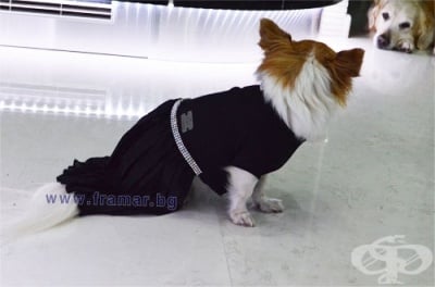 ЧИКИТА ЛУКСОЗНА РОКЛЯ ЗА КУЧЕ BLACK SWAN 