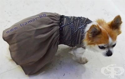 ЧИКИТА ЛУКСОЗНА РОКЛЯ ЗА КУЧЕ LACE DRESS