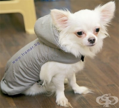 ЧИКИТА ЗИМНО ЯКЕ ЗА КУЧЕ LIGHT PEPIT 