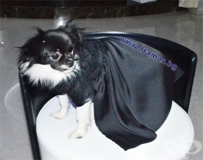 ЧИКИТА ДЪЛГА ЛУКСОЗНА РОКЛЯ ЗА КУЧЕ BLACK SILK