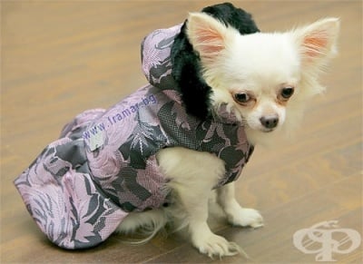 ЧИКИТА ЗИМНО ЯКЕ ЗА КУЧЕ ROSES