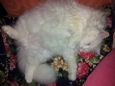 Nasheto nai krasivo sazdanie