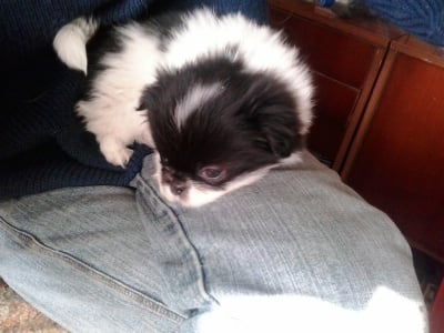 Японско хинче