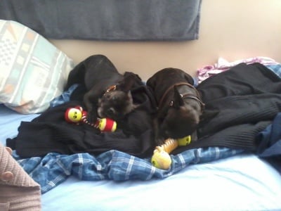 Моите Френски Булдоци