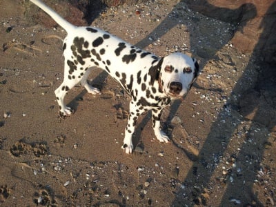 Далматинец