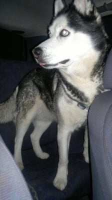 Сара на 7 год.