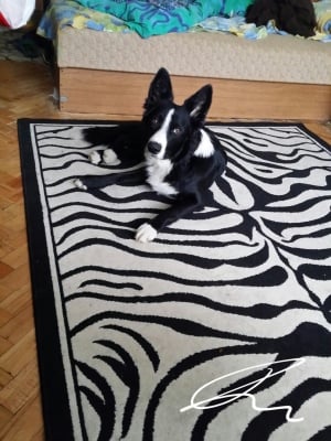 Арчи бордър колито