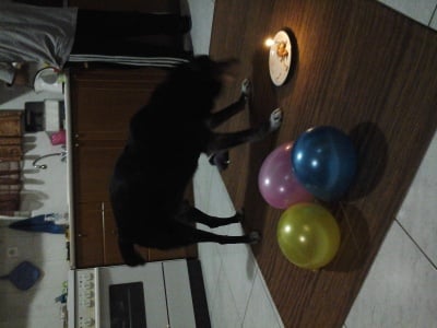 Сладуран-глезан