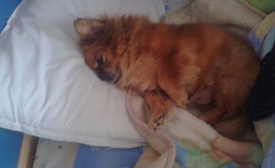 "Лягам и заспива-а-ам"