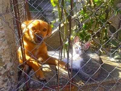 Джони и Томи