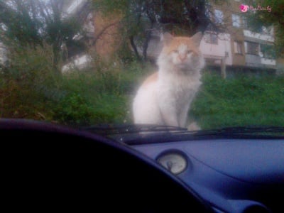 БауБау - фен