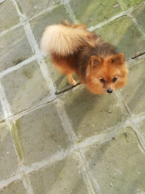 Моето маймунче ПИПИ