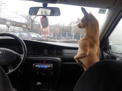 И победителят в конкурса за клюкарки е ...