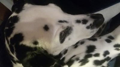 Нашето малко животно