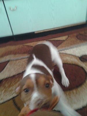 Моят джак-ръсел Майло