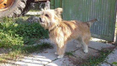 Керн териер - Сузи